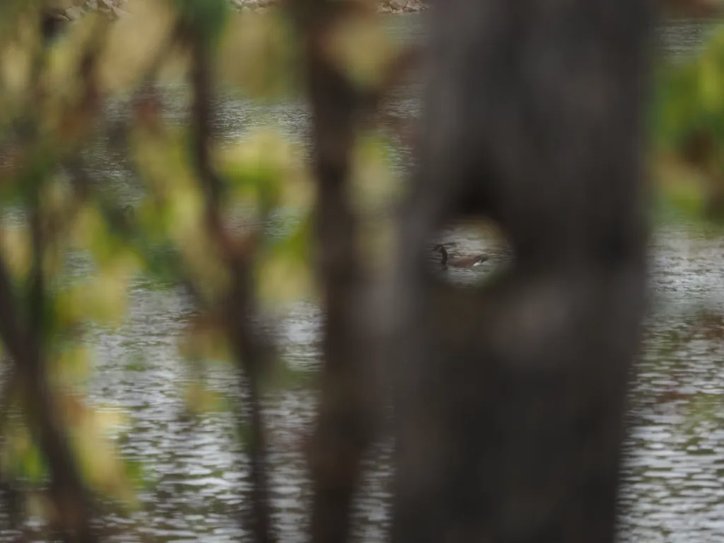 a swimming goose viewed through a hole in a tree