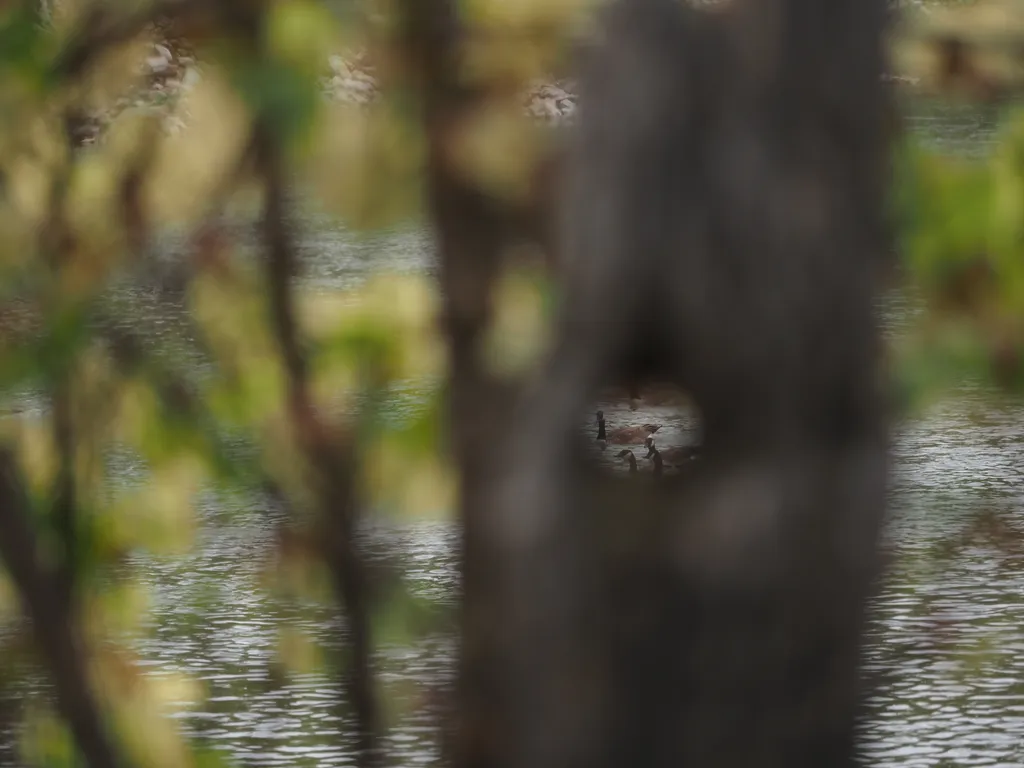 swimming geese viewed through a hole in a tree