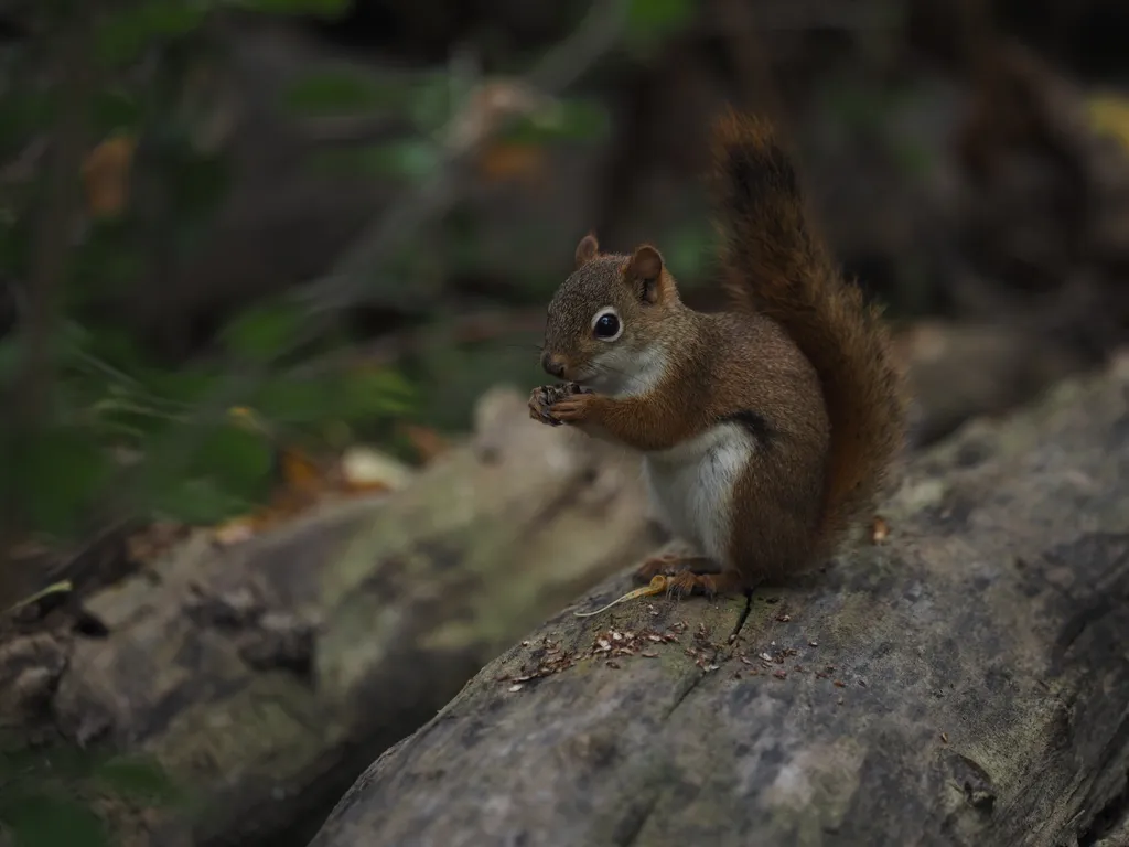 a squirrel eating on a log