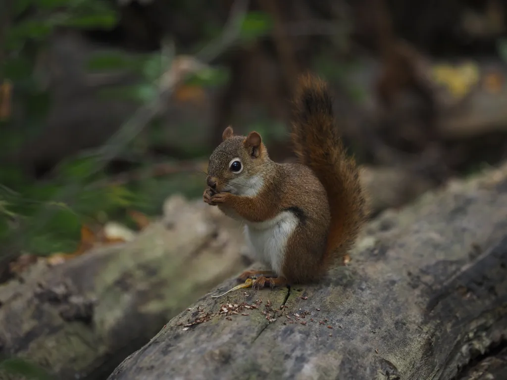 a squirrel eating on a log