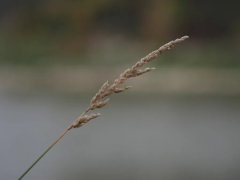 a single barley plant