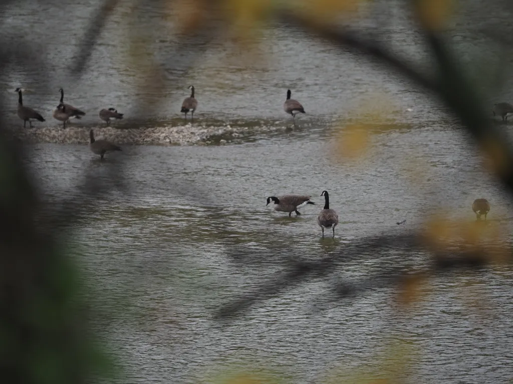 geese on a shallow river