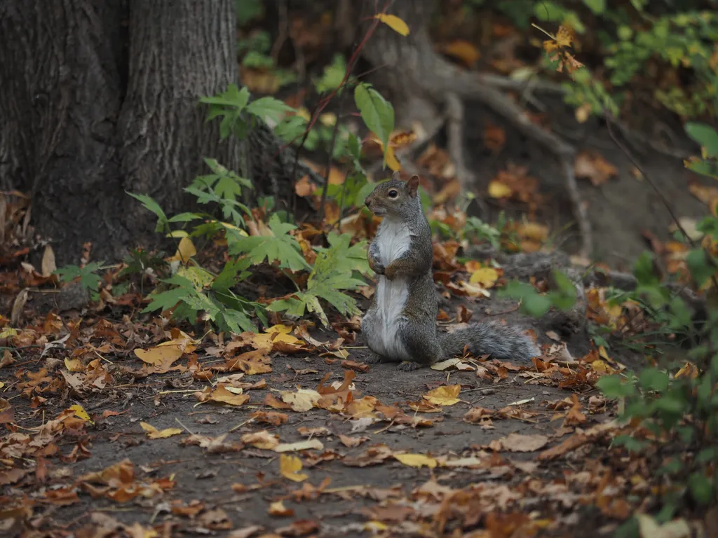 a squirrel sanding on hind legs