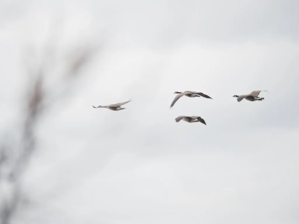 geese flying in formation