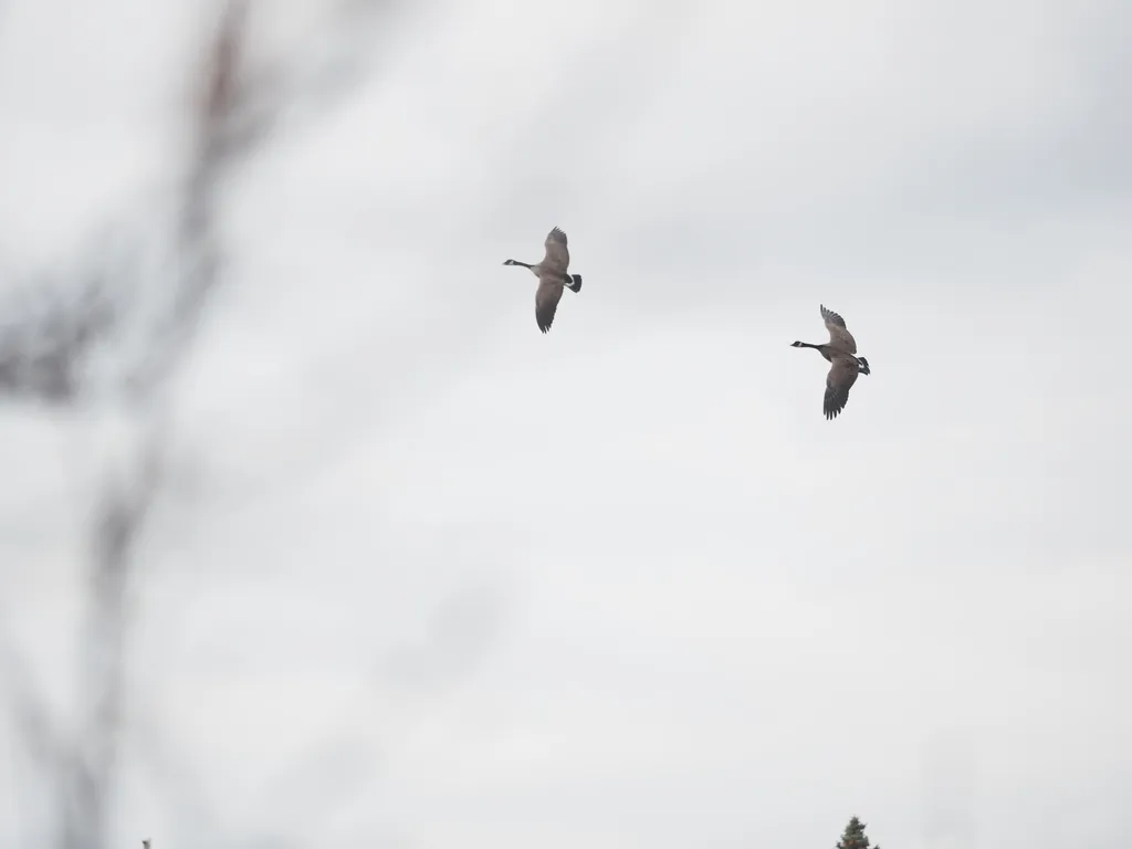 geese flying in formation