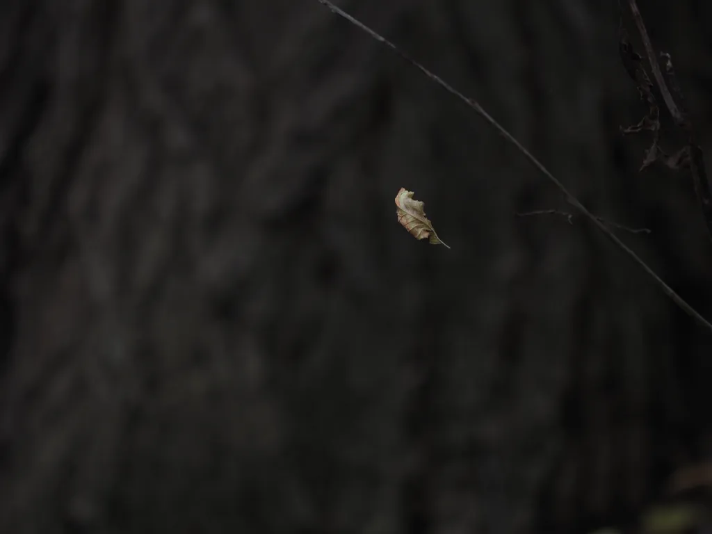 a fallen leaf captured in a web