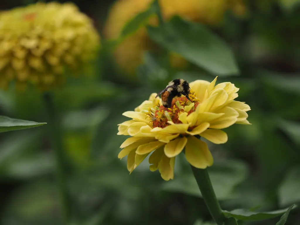 a bee on a yellow flower