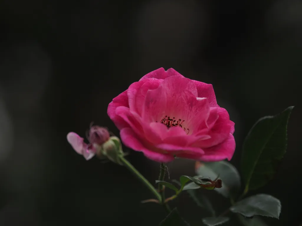 a pink flower