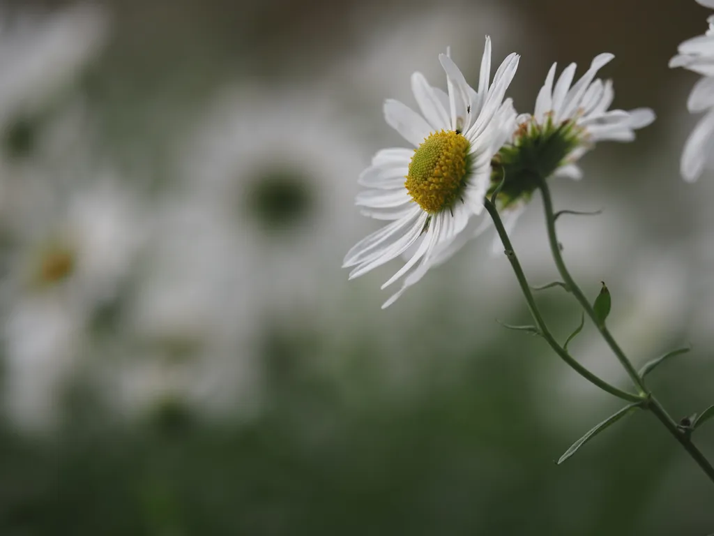 tall white flowers