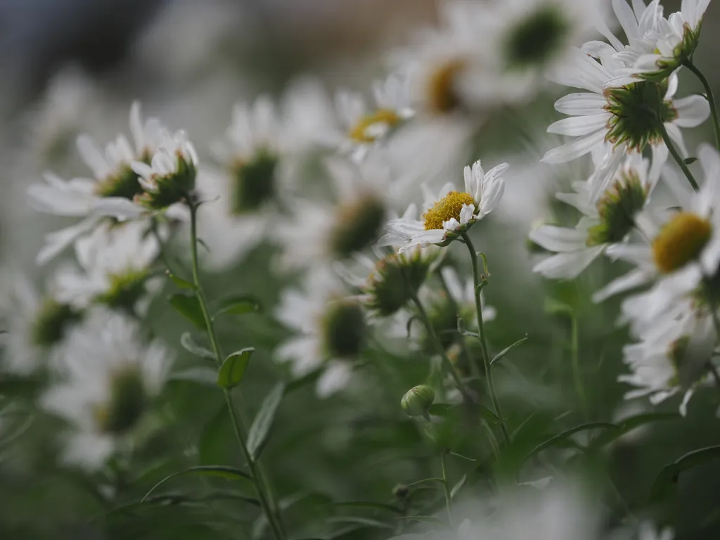 tall white flowers