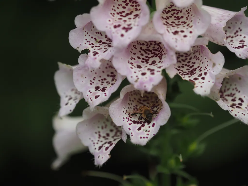 a bee inside a pink tubeular flower