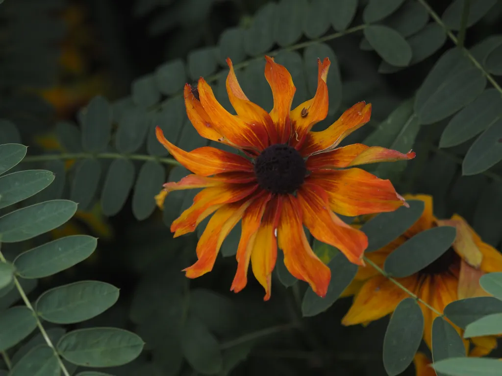 a fiery orange flower with its petals starting to curl