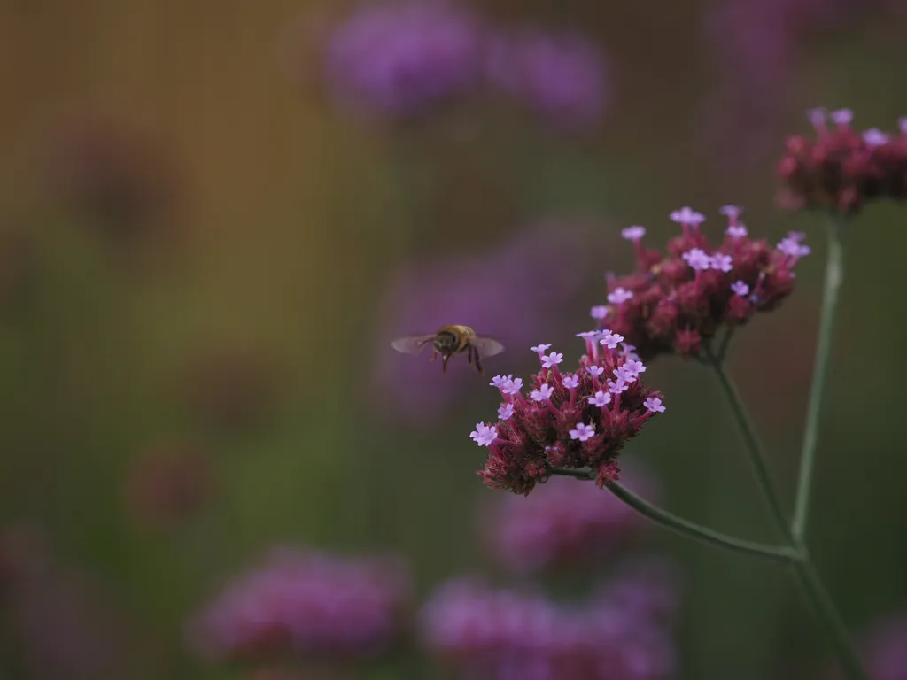 a bee flying away from small purple flowers