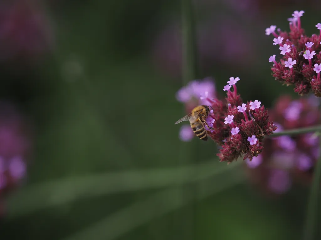 a bee visiting small purple flowers