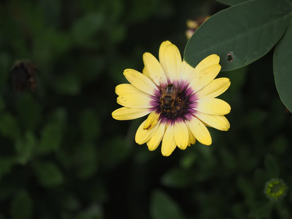 a bee-like fly visiting a yellow flower with a purple center