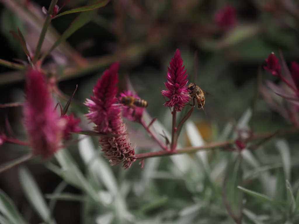 a bee and a hover fly visiting tall maroon flowers