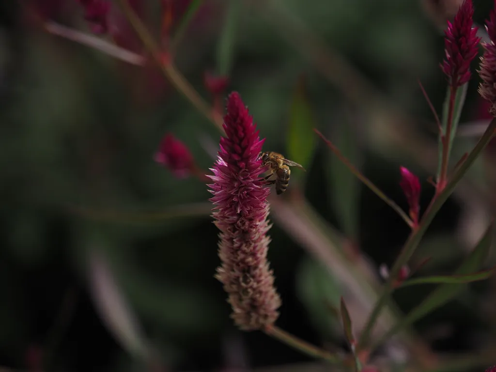 a bee visiting tall maroon flowers