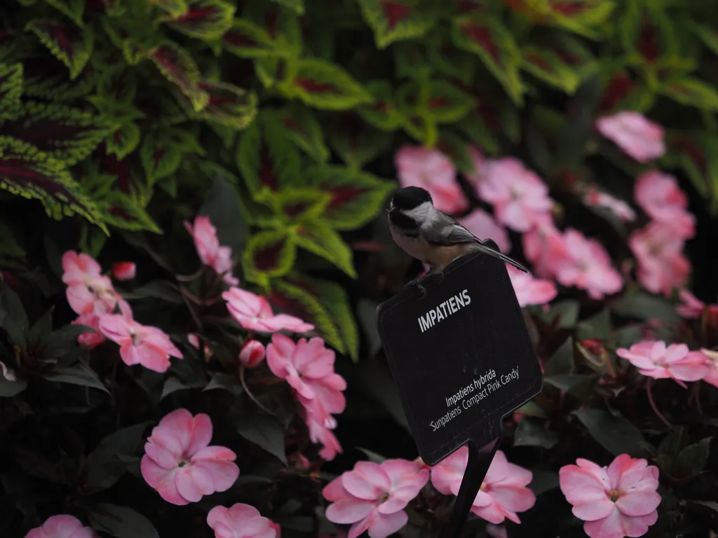 a small bird perched on a sign labelling some flowers