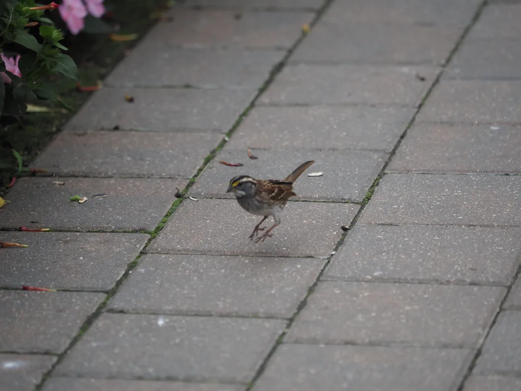 a sparrow hopping along a path