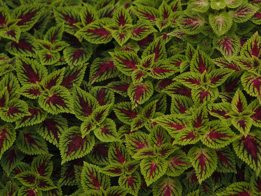 green and purple leaves