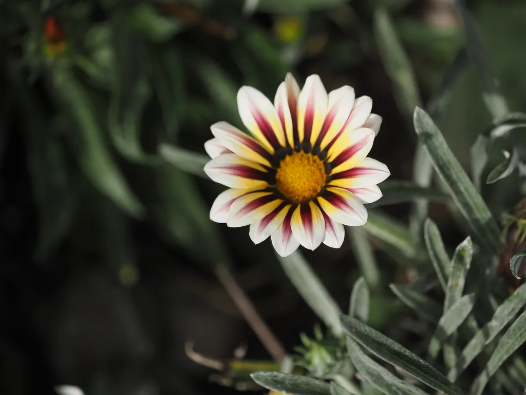 a flower with stripes down the center of its petals