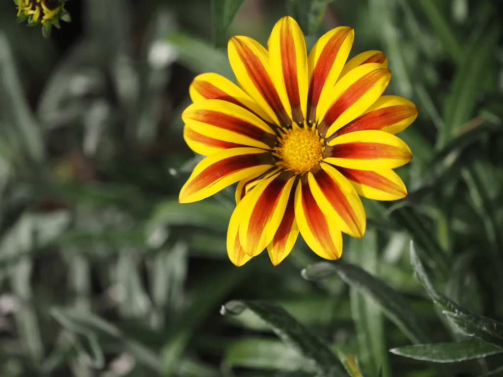 a flower with stripes down the center of its petals