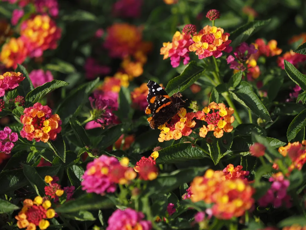 a butterfly on vibrant flowers