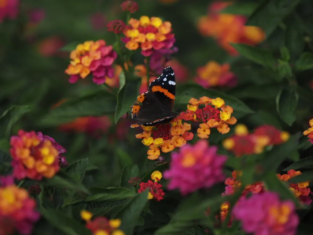 a butterfly on vibrant flowers