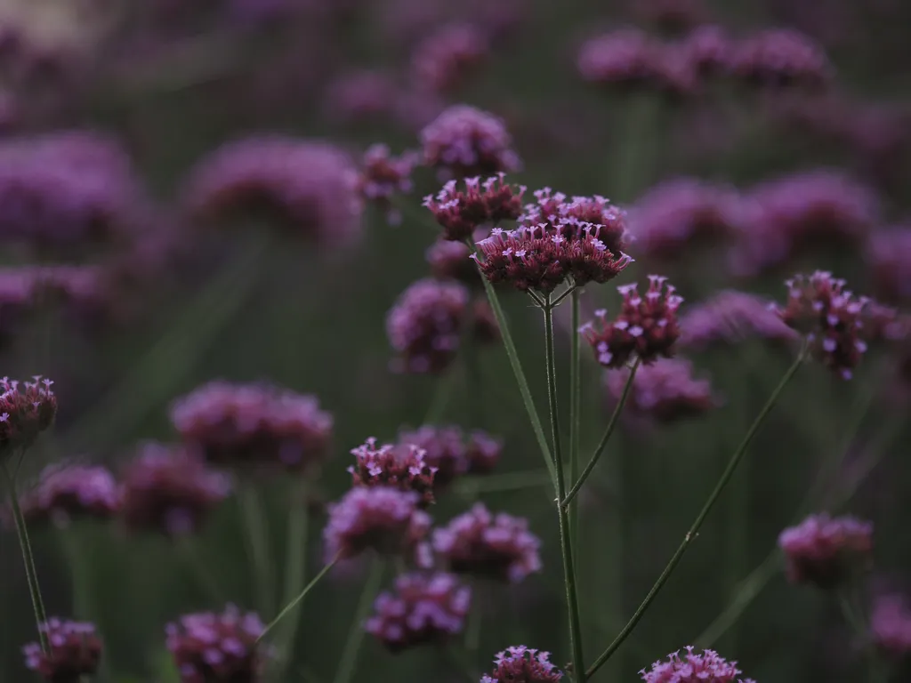 small purple flowers