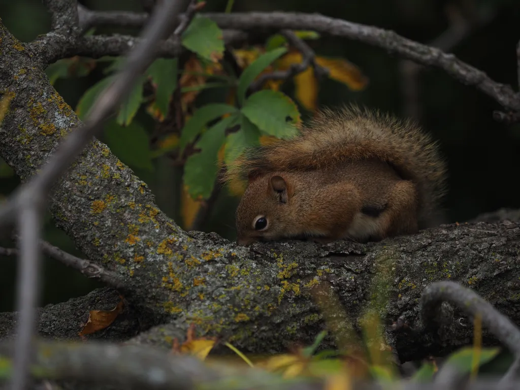 a squirrel resting in a tree