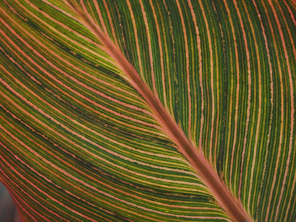 a large striped leaf