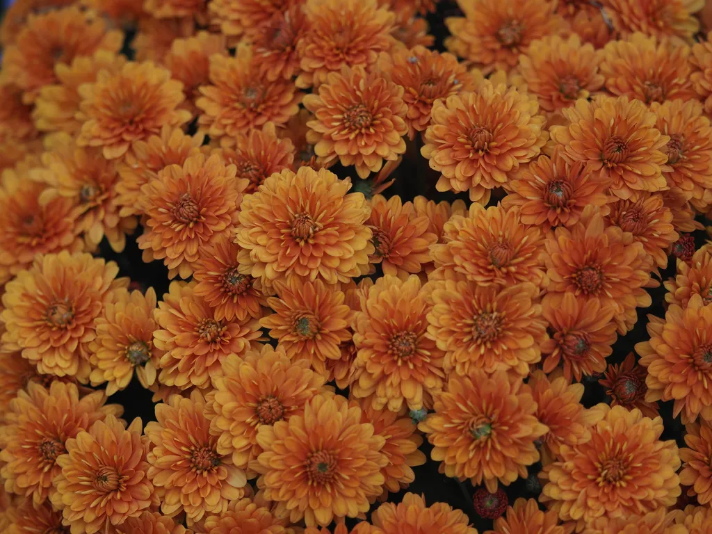 orange flowers