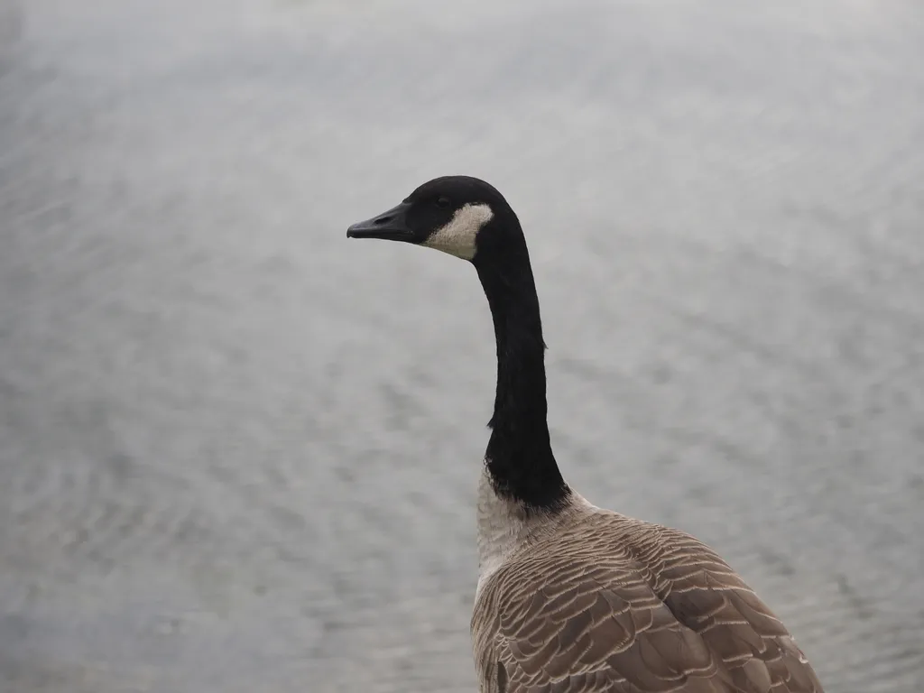 a goose staring out at a pond contemplatively (i think they were actually watching me)