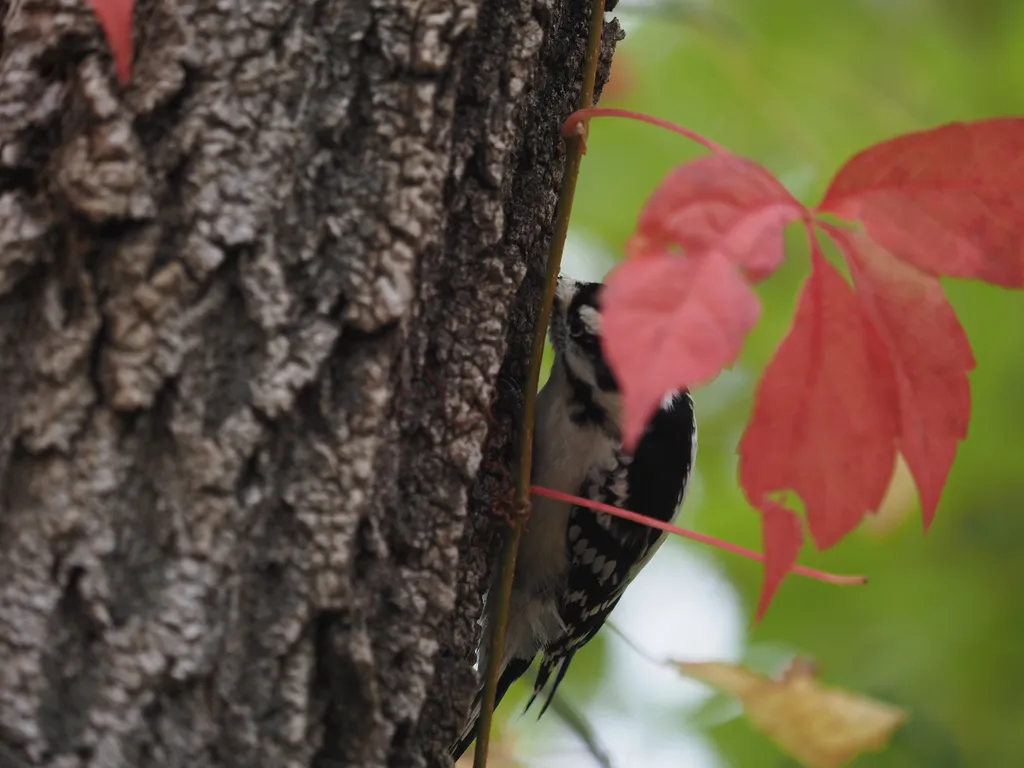 a small woodpecker on a tree