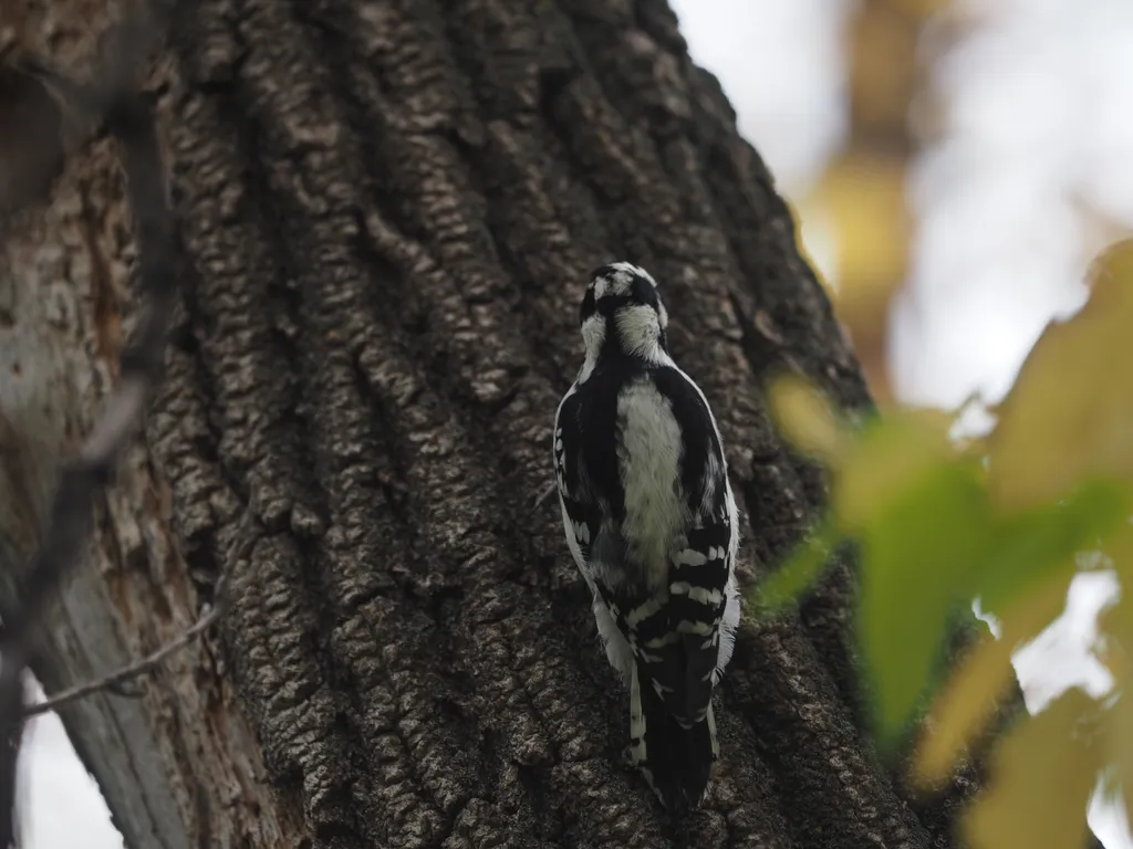 a small woodpecker on a tree