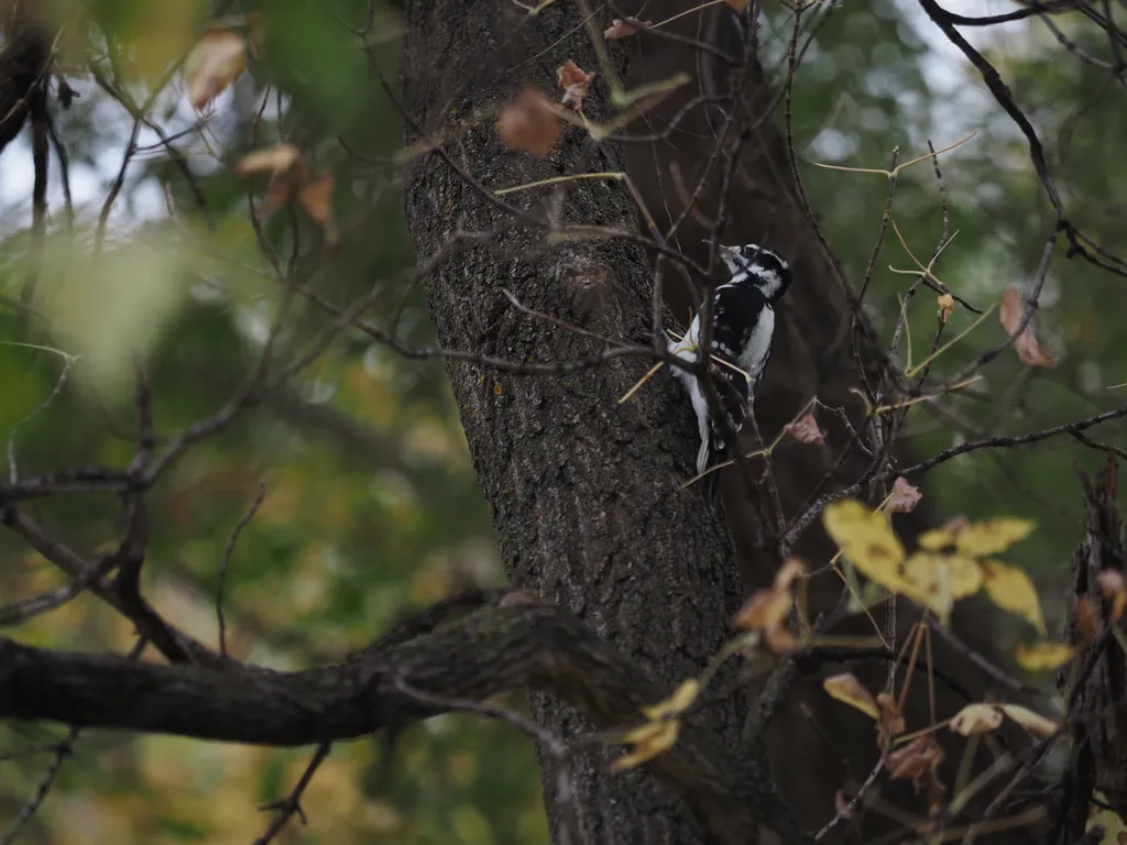 a woodpecker in a tree