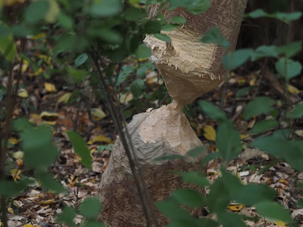 a tree almost eaten completely through by a beaver