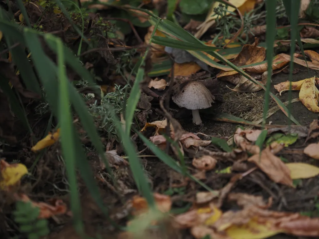 a small mushroom hidden amongst fallen leaves