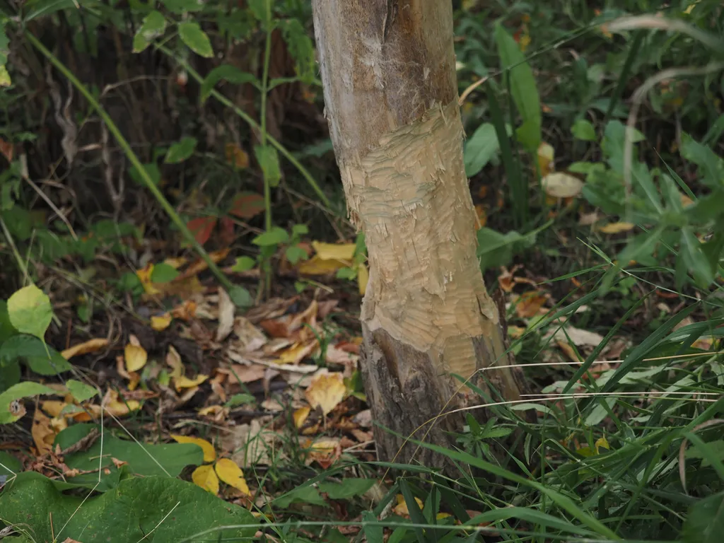 a tree that has been gnawed at by a beaver