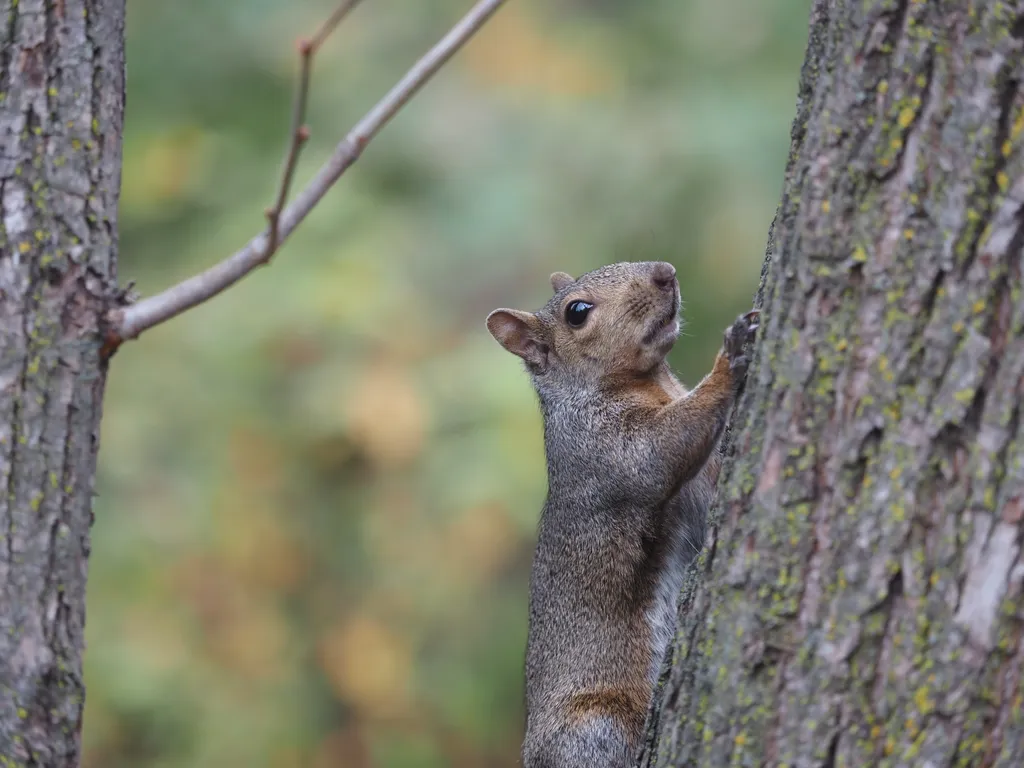 a squirrel on a tree