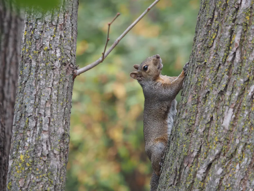 a squirrel on a tree