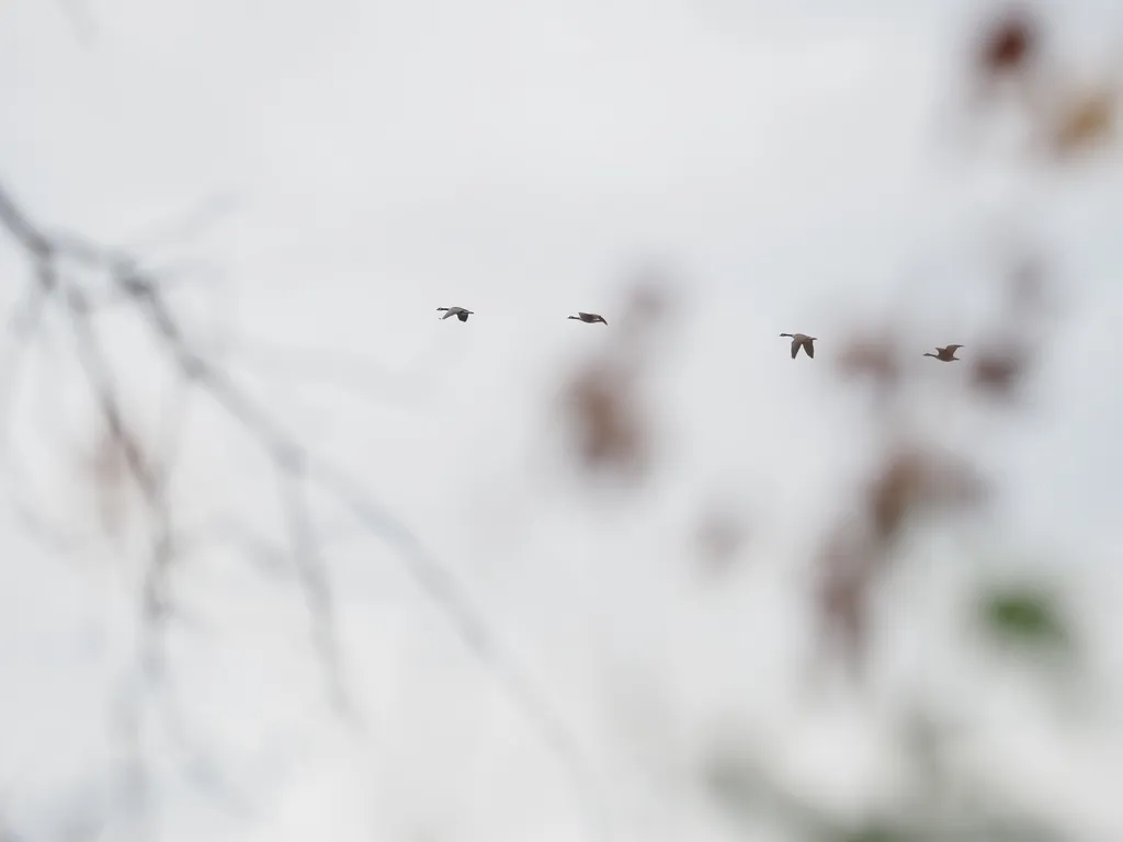 geese flying in a line