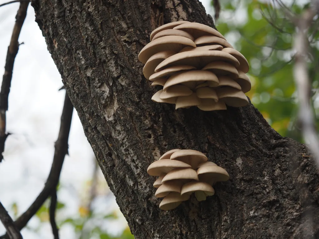 mushrooms growing on the side of a tree