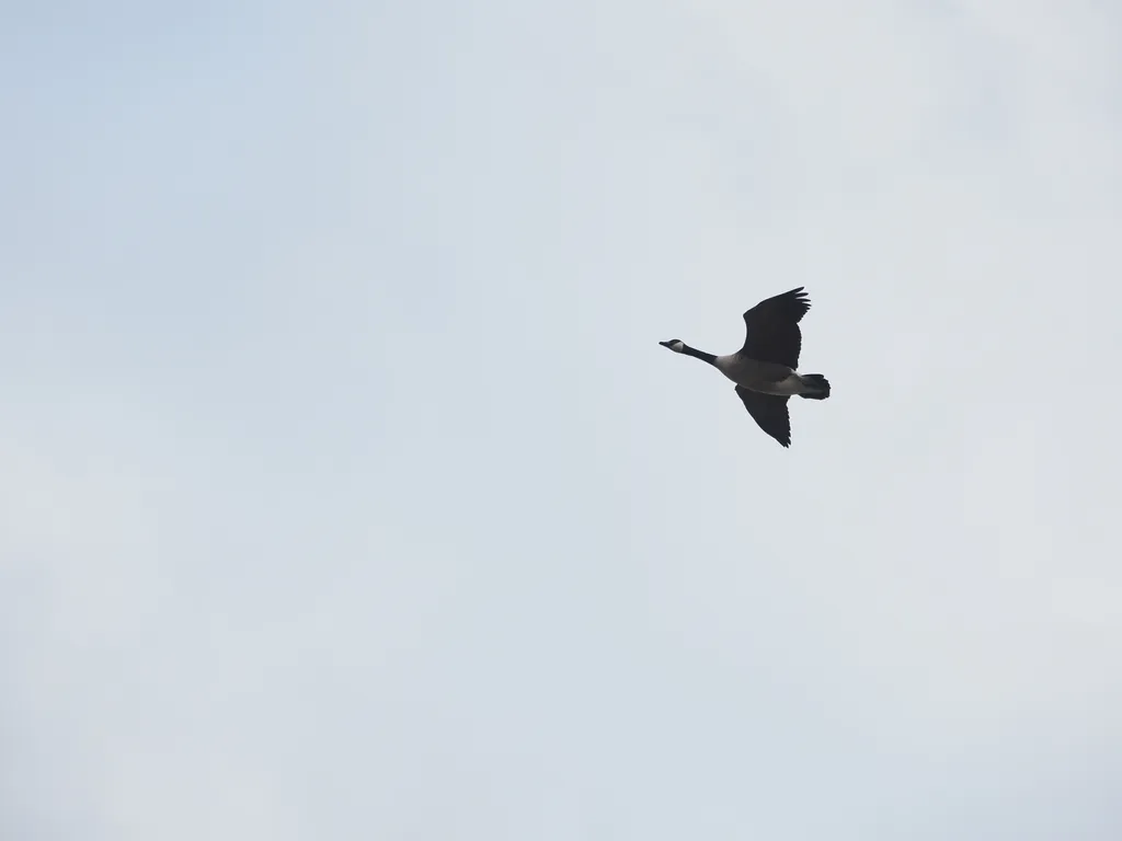 a goose flying overhead