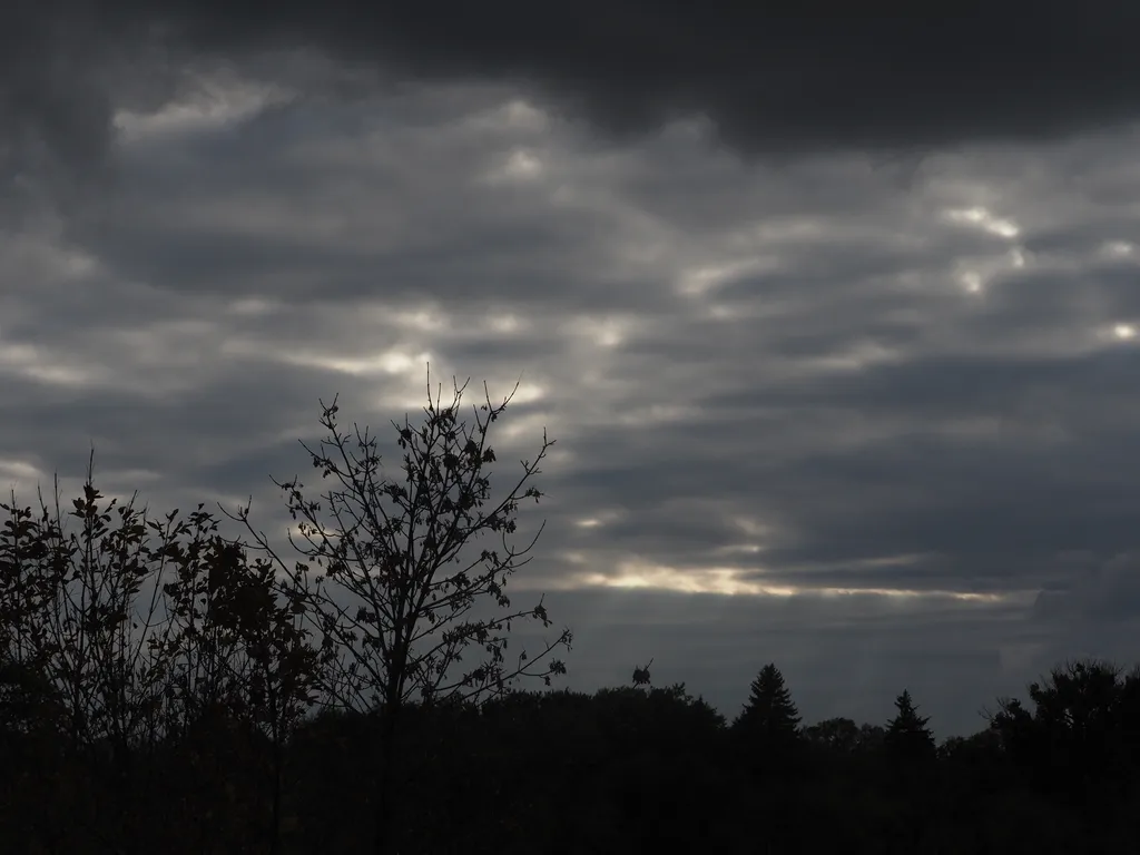 trees under a cloudy sky