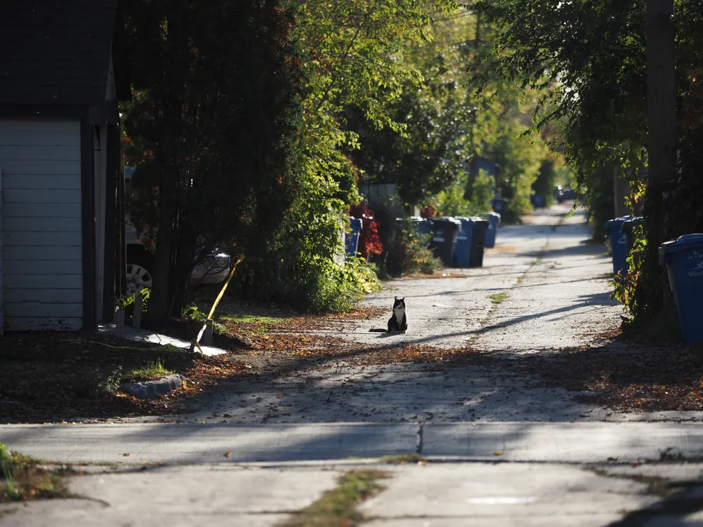 a cat sitting in a back lane