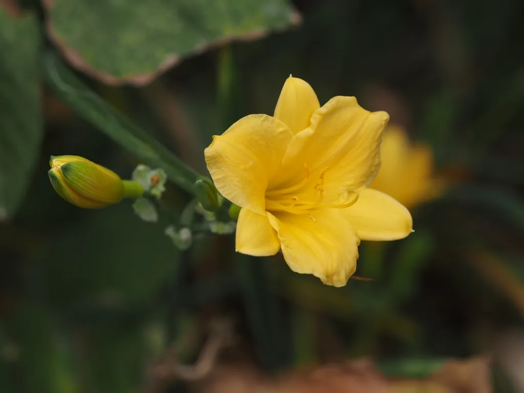 a bright yellow daylily with another bud ready beside it