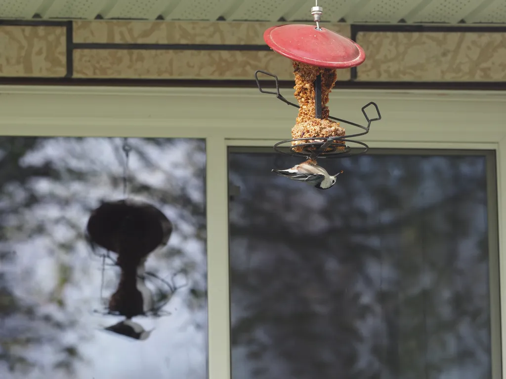 a bird on the bottom of a feeder