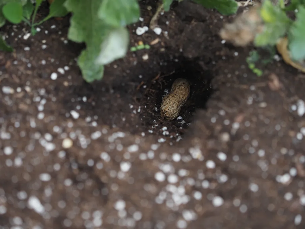 a peanut that has been placed in a hole dug into some dirt