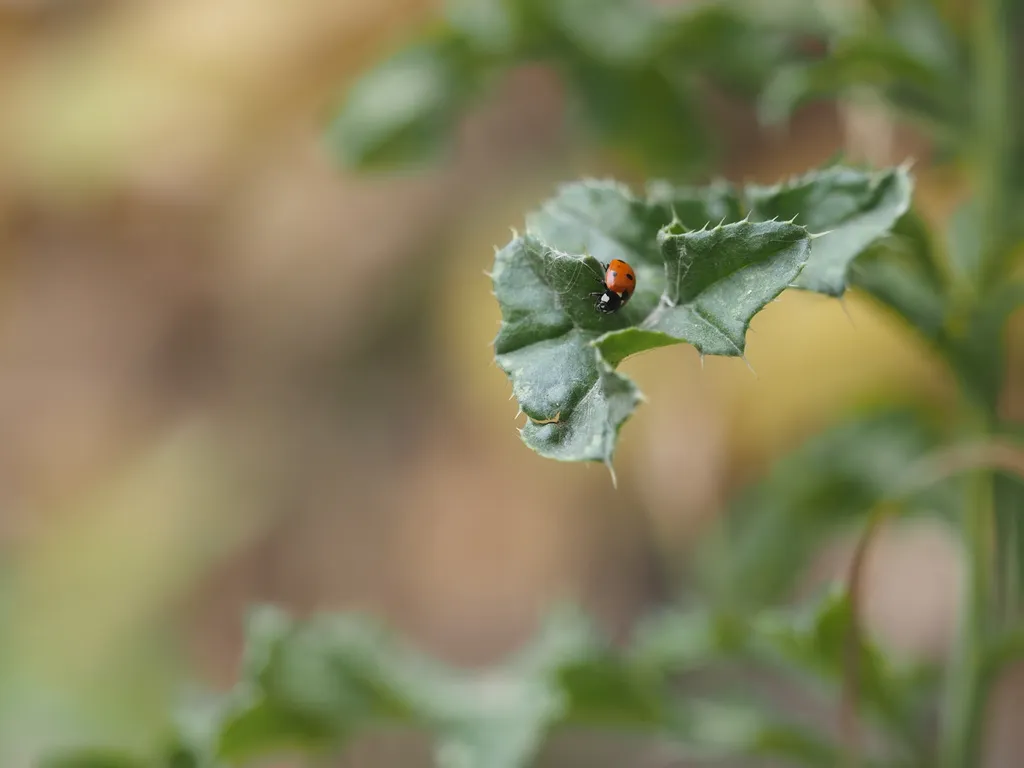 a ladybug on a prickly leaf